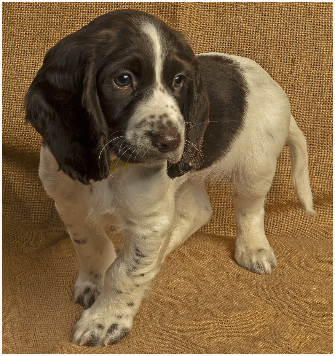 Puppy Sony A1 with Studio Flash 